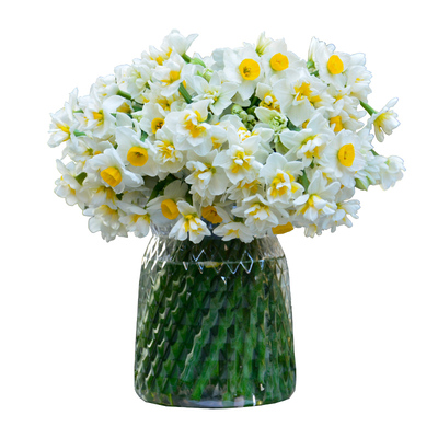 漳州水仙花鲜切花泡水即开香满屋