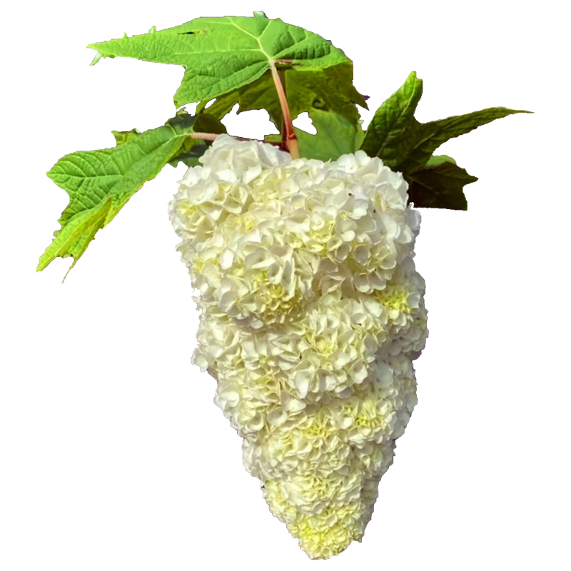 圆锥绣球香草草莓花苗石灰灯绣球花耐寒耐晒花卉夏日美人盆栽植物