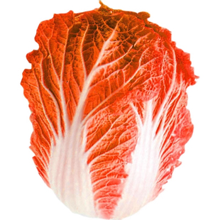 火凤凰白菜种子耐寒耐热鸡蛋黄大白菜种子包心菜种子蔬菜种籽青菜