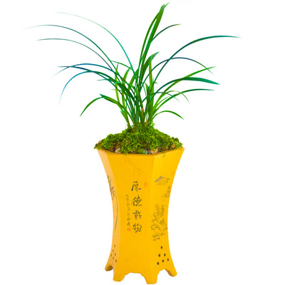 【宋梅】兰花春兰盆栽