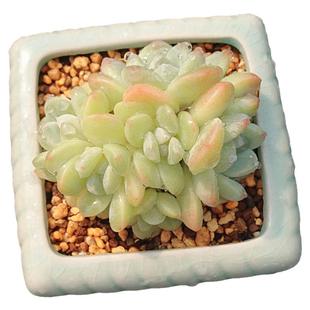 【一物一拍】冰玉 奶油冰玉月影系厚叶多肉植物盆栽绿植满28包邮
