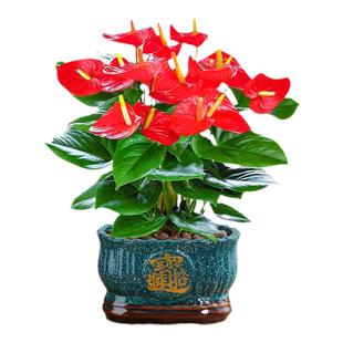红掌盆栽带花大叶大花旺宅植物易活四季开花卉绿植物室内好养客厅