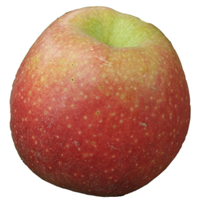 陕西老树秦冠绵甜丑苹果小苹果粉面甜刮泥吃沙甜苹果红秦观红香蕉