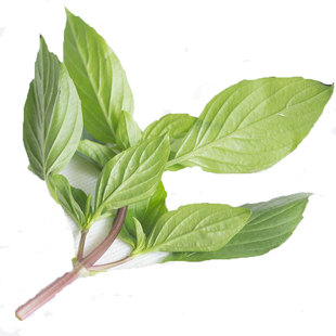 新鲜九层塔亚洲罗勒Thai Basil潮州金不换三杯鸡泰国冬阴功香料草