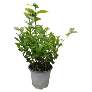 茉莉花盆栽带花原盆原土香气迷人