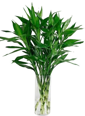 富贵竹龙竹水竹转运竹鲜花