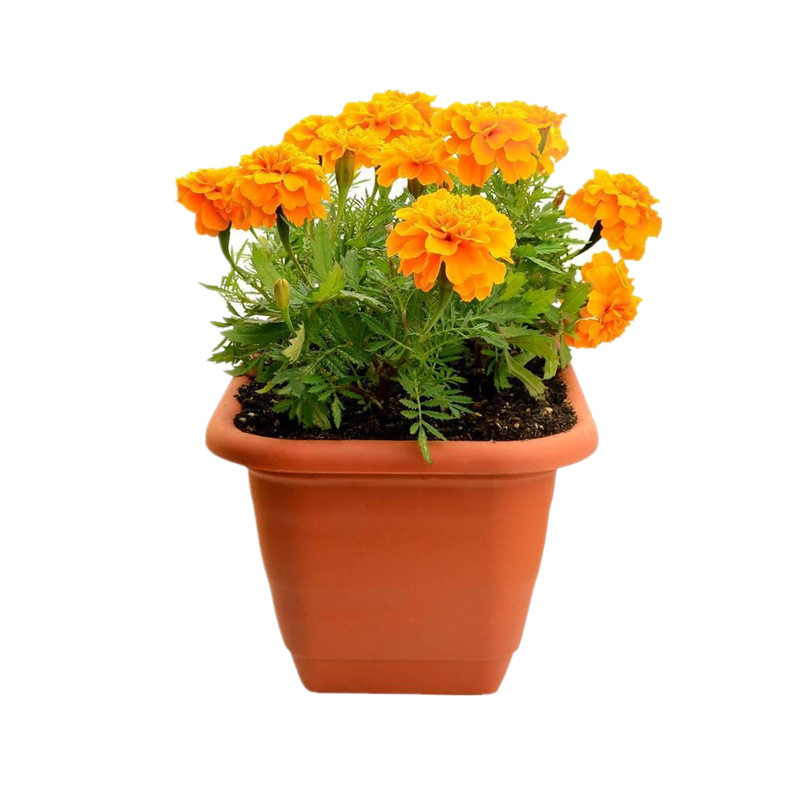 混色芙蓉花庭院植物万寿菊种子