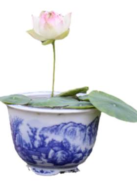 微型碗莲种藕根茎四季开花
