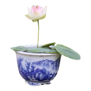 微型碗莲种藕苗带芽苞迷你小型荷花苗根茎藕鞭室内外观赏水生植物