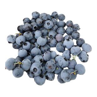 【蓝莓地栽苗】三年法新花香L25薄雾密斯梯L11702裸根蓝莓树苗