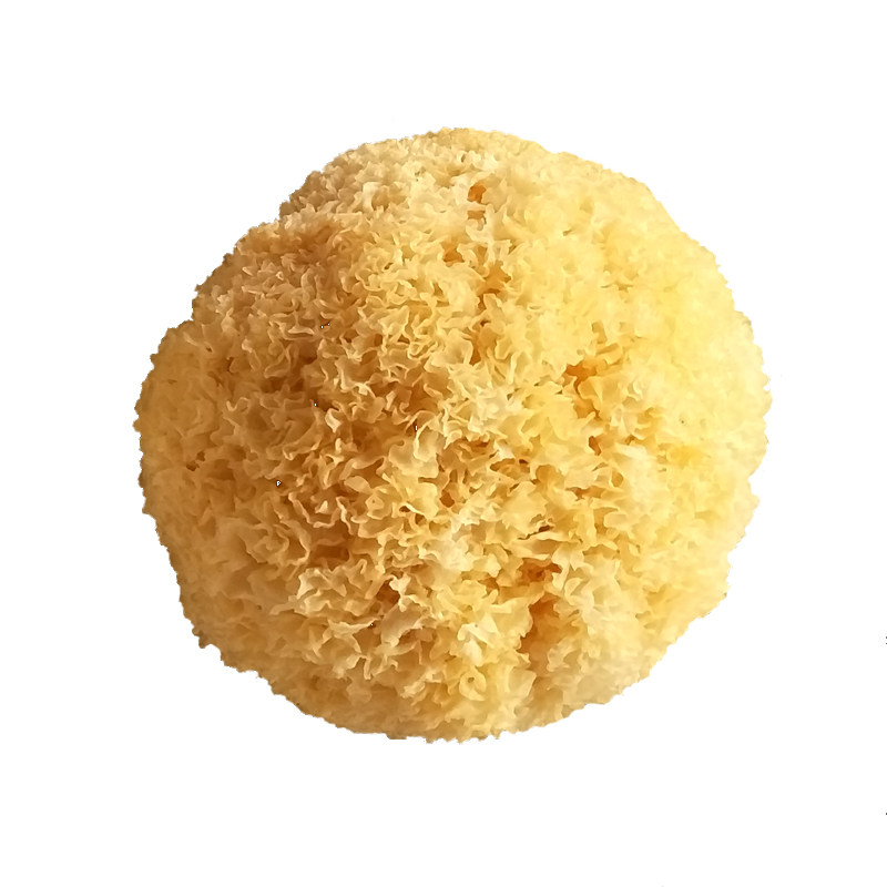古田椴木小银耳干货雪耳孕妇出胶糯耳小朵无硫白木耳非特级野生