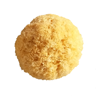 古田椴木小银耳干货雪耳孕妇出胶糯耳小朵无硫白木耳非特级野生