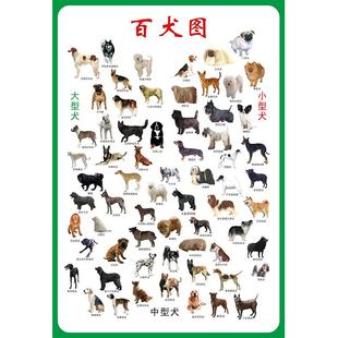 世界名犬挂图狗狗谱分类科普高清大幅百犬图海报宠物店装饰贴画hb