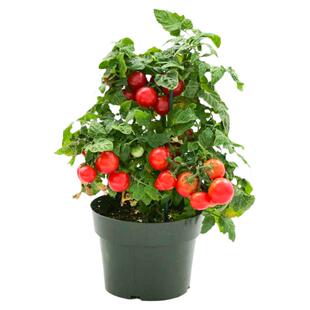 四季小番茄种子圣女果樱桃西红柿盆栽农家春季水果蔬菜种籽孑大全