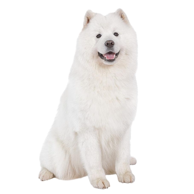 【萨摩鉴定】24H鉴定1V1●不卖狗