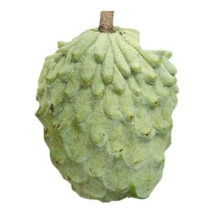 台湾凤梨释迦苗佛头果树苗释迦树带土带叶15年淘宝老店