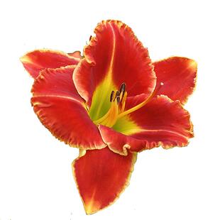 虹越萱草花苗忘忧草盆栽多年生进口四季南北方耐寒耐热植物花卉苗