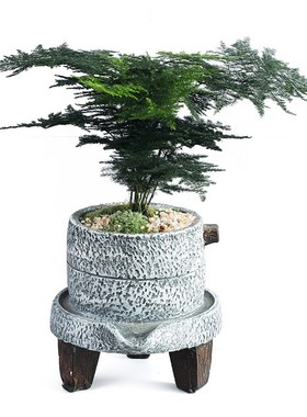 室内文竹绿植花卉四季常青盆栽