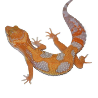 豹纹守宫幼体成体爬虫萌宠蜥蜴