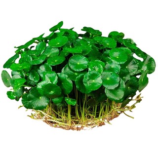 铜钱草水培植物老桩盆栽室内外水养大叶金钱草根芽好养易养活绿植