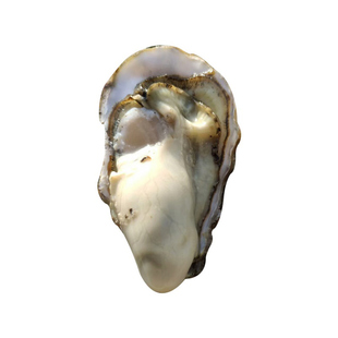 山东烟台生蚝5斤装鲜活新鲜牡蛎肉质饱满鲜美大海阳海蛎子