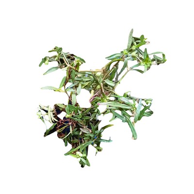 潮汕白花蛇舌草百花蛇舌有半枝莲
