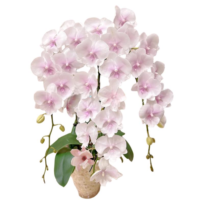 花絮超长蝴蝶兰带花四季好养盆栽室内花卉母亲节七夕生日鲜花礼物