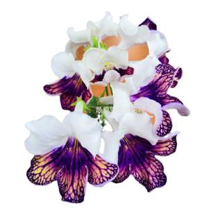 苦苣苔进口堇兰~丑角少女，丰花爆花，配色特别漂亮