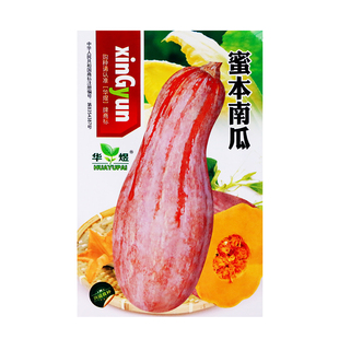 蜜本南瓜超好吃超甜特面秘本密本原味黄早熟高产蔬菜蔬菜种子籽孑