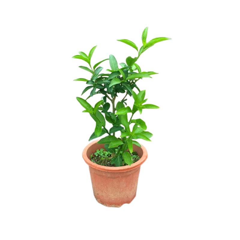 驱蚊植物夜来香花苗庭院阳台盆栽芳香花卉夜兰香夜香花当年开花