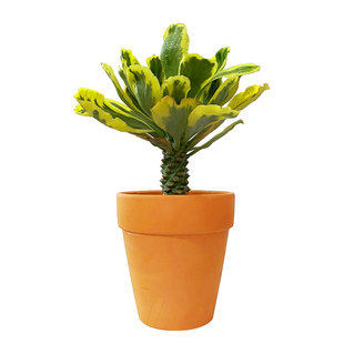 贝信麒麟群生扇贝麒麟锦多肉植物天然锦大型仙人掌大戟科