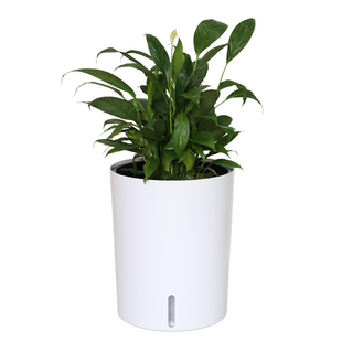 新款花盆家用大号花盆栽客厅高级感大口径天堂鸟散尾葵种树懒人盆