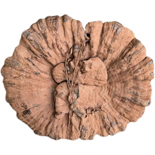 紫灵芝正宗林下仿野生含孢子粉灵芝梅州深山采摘长柄不苦整枝干货