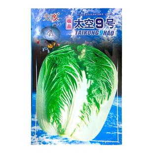 山东太空大白菜种子高产秋季冬储四季籽种过年白莱蔬菜种籽孑子