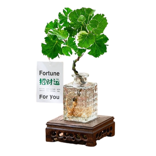 水培福禄桐钱多多植物盆栽客厅桌面招财办公室绿植室内四季好养活