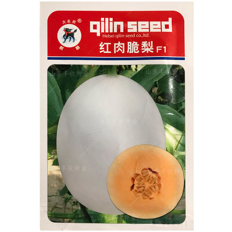 红肉脆梨南方正品四季甜瓜种子