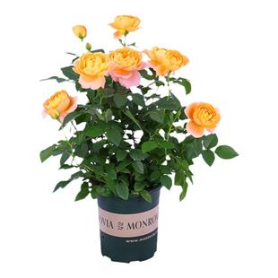 带花苞玫瑰花苗果汁阳台多色四季特大花浓香天荷繁星月季盆栽地栽