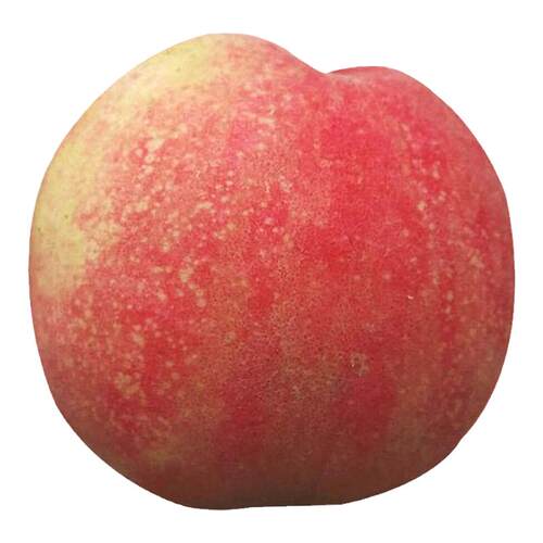 正宗兰州安宁白凤桃白粉桃水蜜桃甜桃新鲜水果现摘现发装顺丰空运