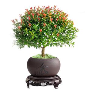 小叶赤楠老桩盆栽客厅桌面盆栽植物室内阳台四季好养植物绿植盆栽