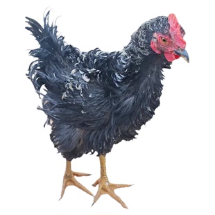 翻毛公鸡会打鸣一年老母鸡活体包邮麒麟鸡红倒毛鸡卷毛鸡药引用鸡