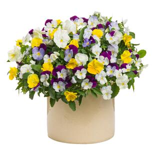 角堇三色堇花苗种子籽苗皱边四季种开花阳台庭院室内外盆栽易种活