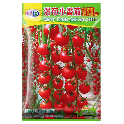 小番茄圣女果种子买二送一