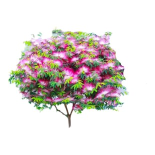 合欢花树苗绒花树行道风景大树庭院盆栽旱工程绿化乔木芙蓉花种植