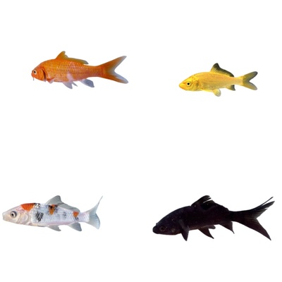 锦鲤鱼活观赏纯种大型