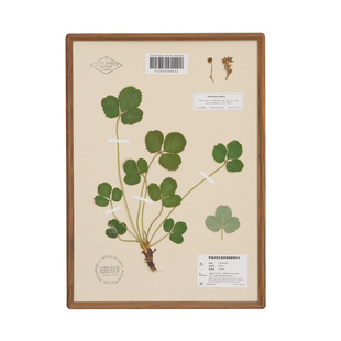 实木植物标本装饰画科普精油中草药蕨叶真花书房标本画手工北欧