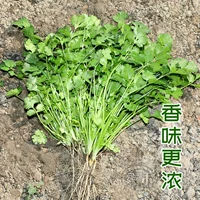 Кориандр мелколистный 500 г для более яркого вкуса и приправы