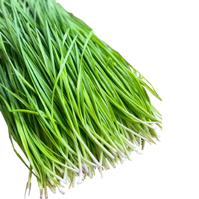 四季韭菜种子紫根苗秧