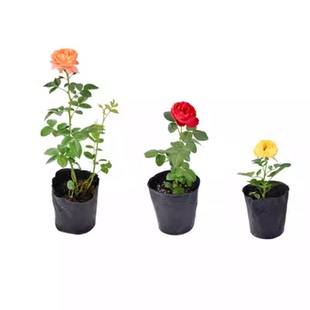 流星雨 月季花苗 重瓣条纹大花灌木多头勤花阳台庭院花卉盆栽