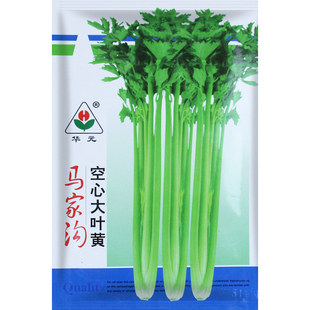 马家沟空心芹菜种子种籽芹菜心芹菜苗阳台四季盆栽籽种蔬菜孑菜籽