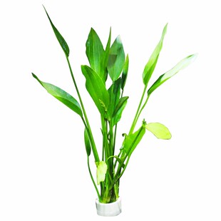 阿根廷皇冠鱼缸造景九冠水草大叶细叶铁皇冠挺水植物水上阴性淡水